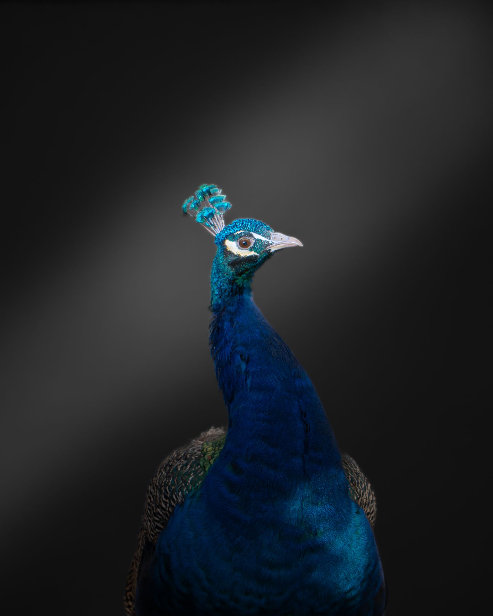Paon majestueux sur fond sombre