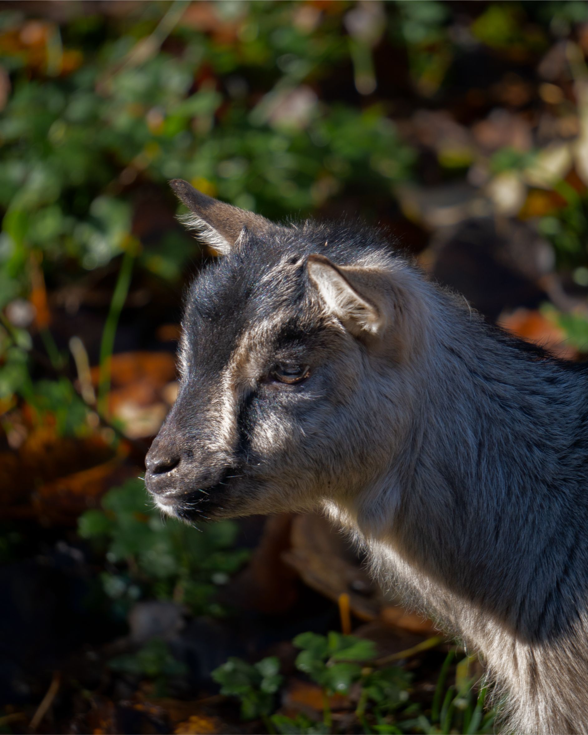 Chèvre sur fond de verdure.