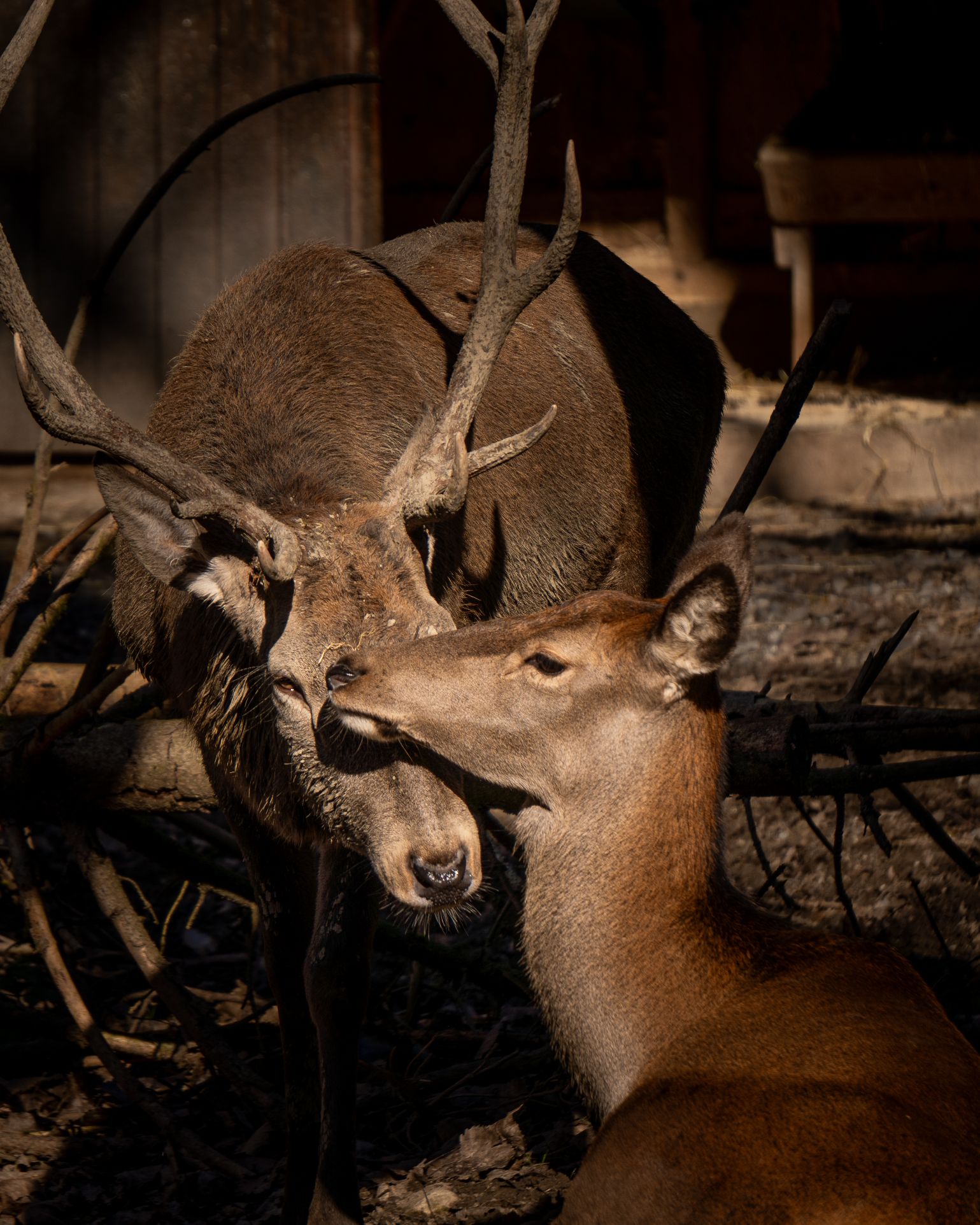 Cerfs se touchent affectueusement.