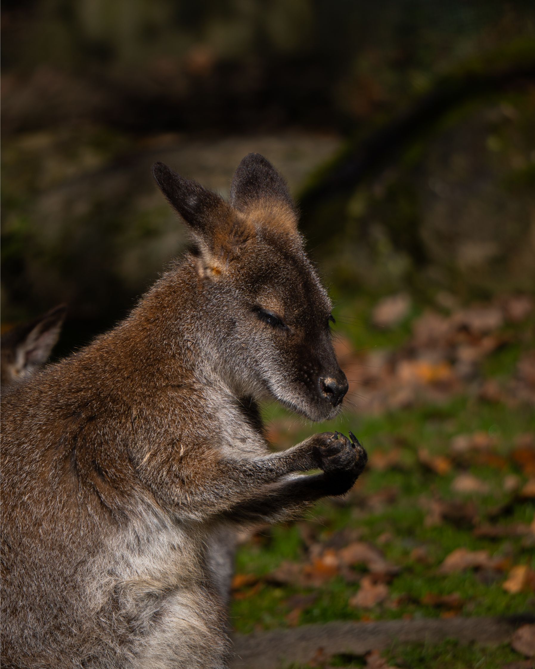 Wallaby mangeant dans le jardin