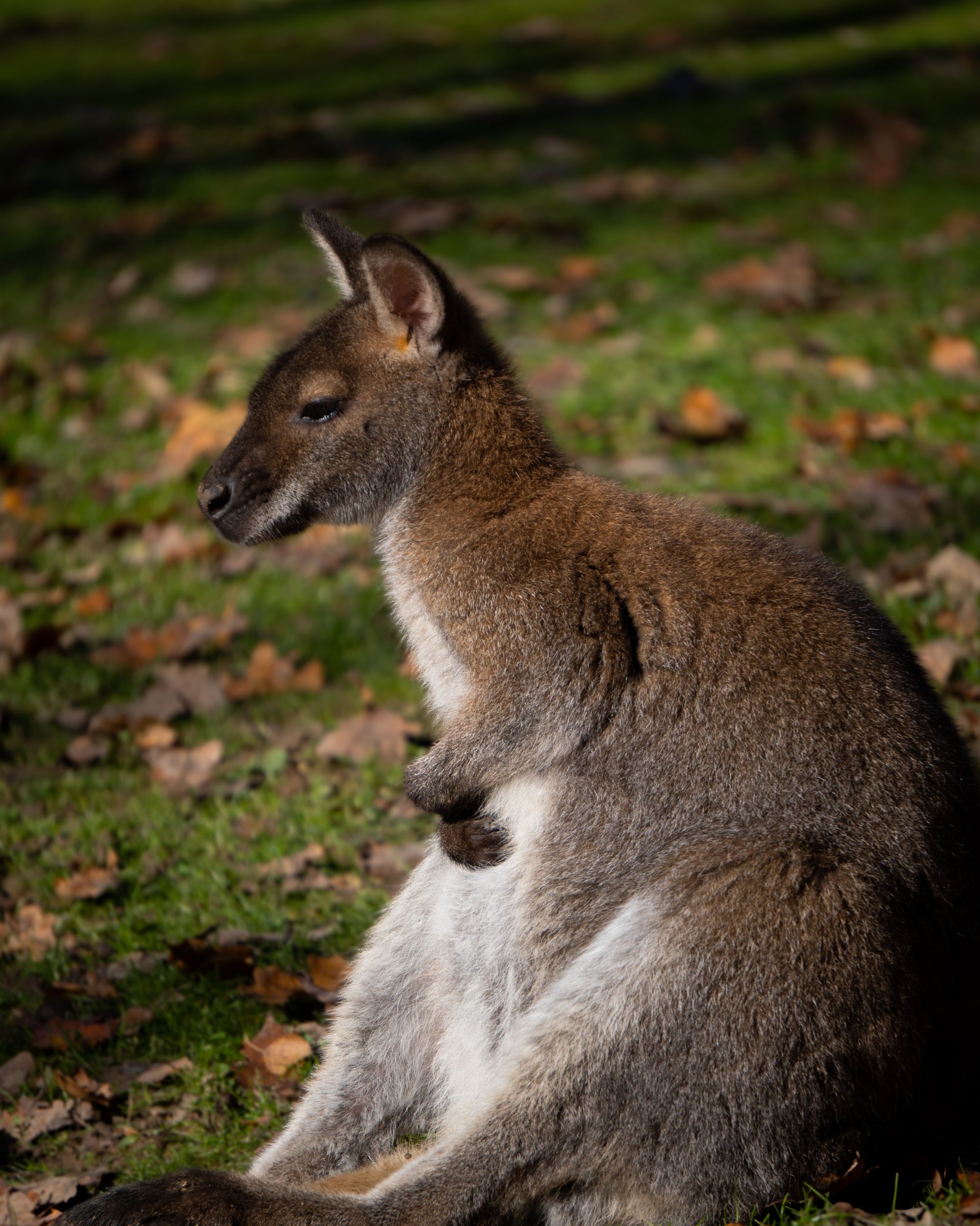 Un wallaby assis dans l'herbe