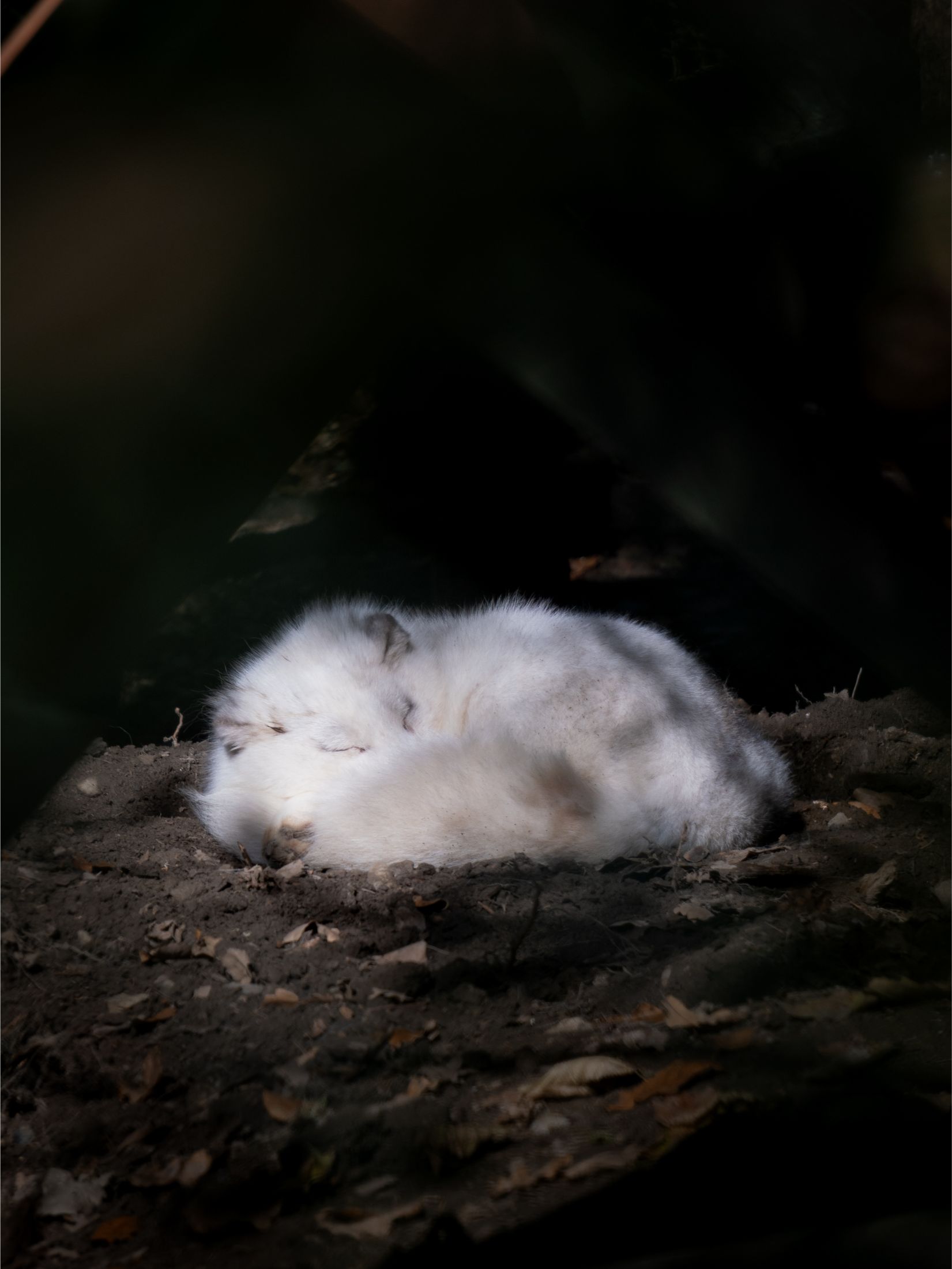 Un renard polaire blanc dormant paisiblement.