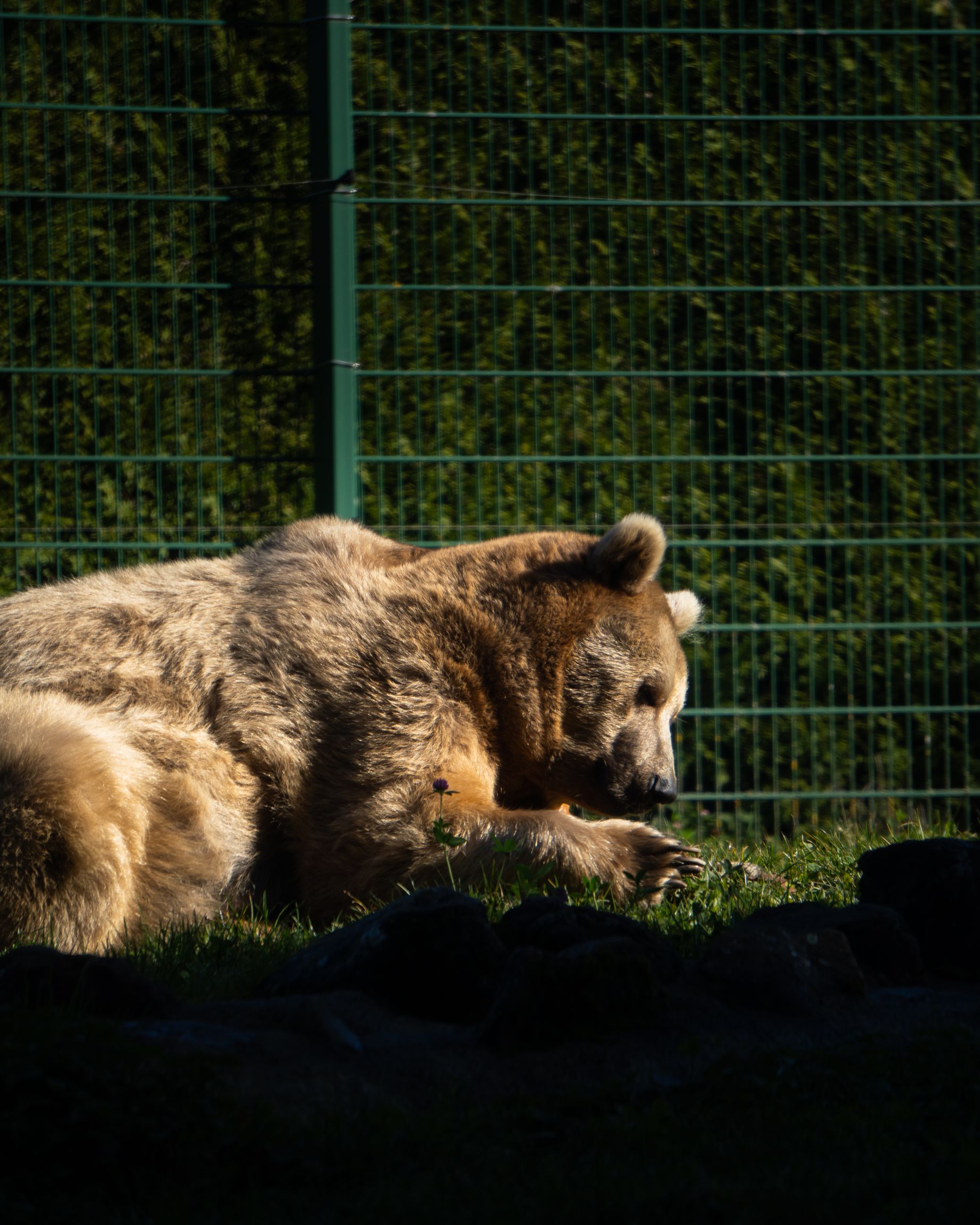Un ours brun se repose paisiblement.
