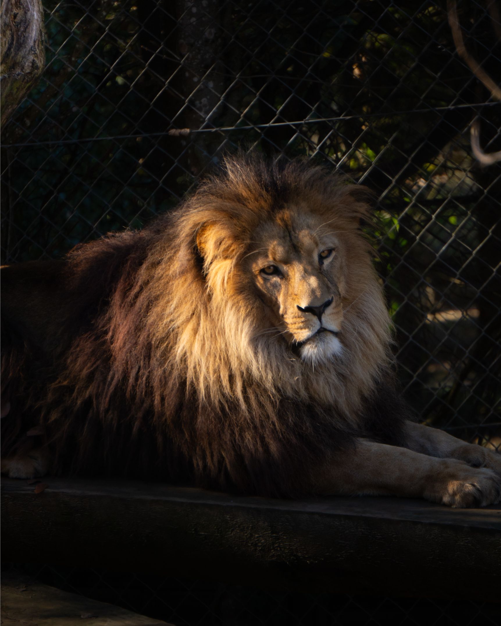 Lion majestueux au repos.
