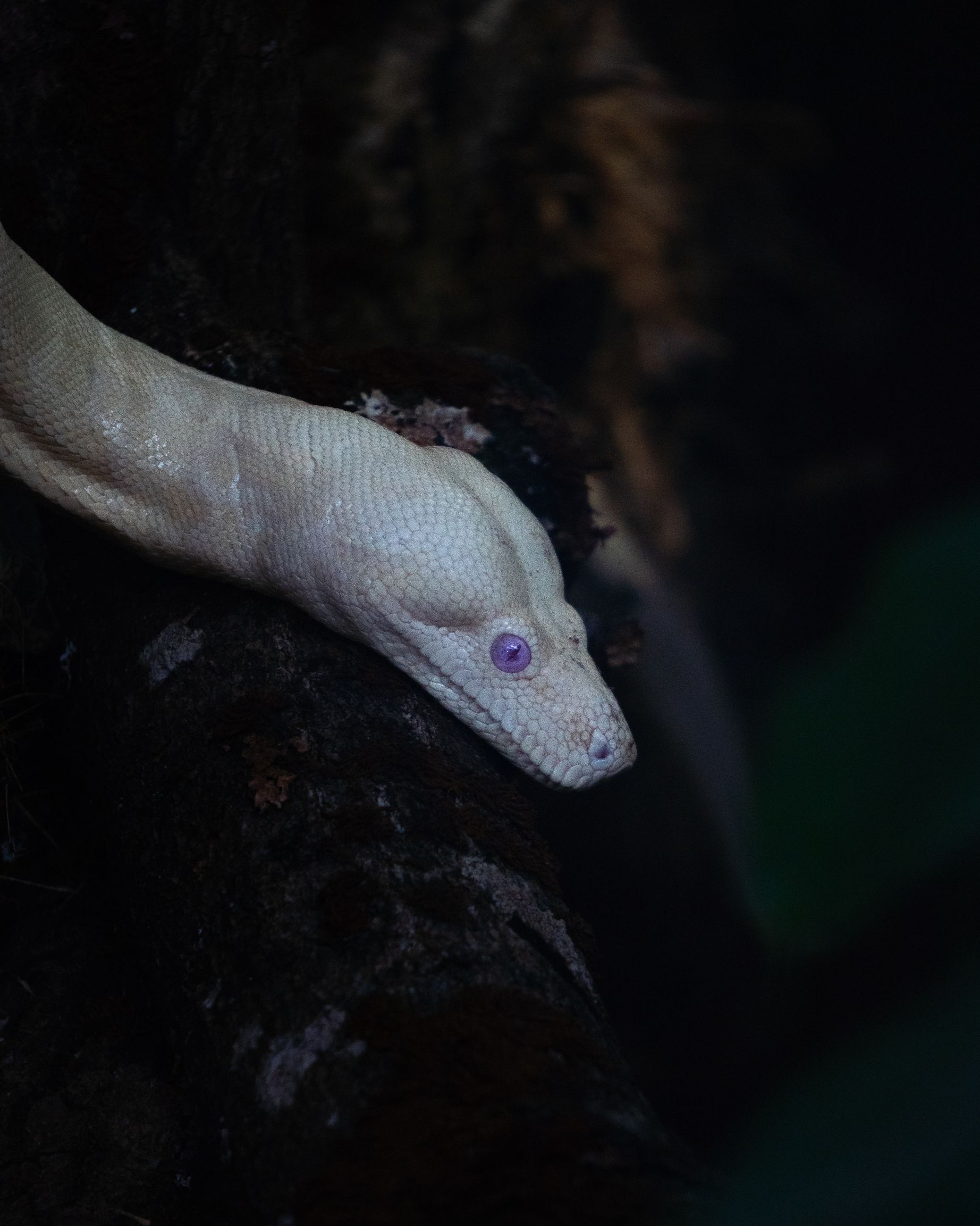 Serpent blanc aux yeux violet sur une branche