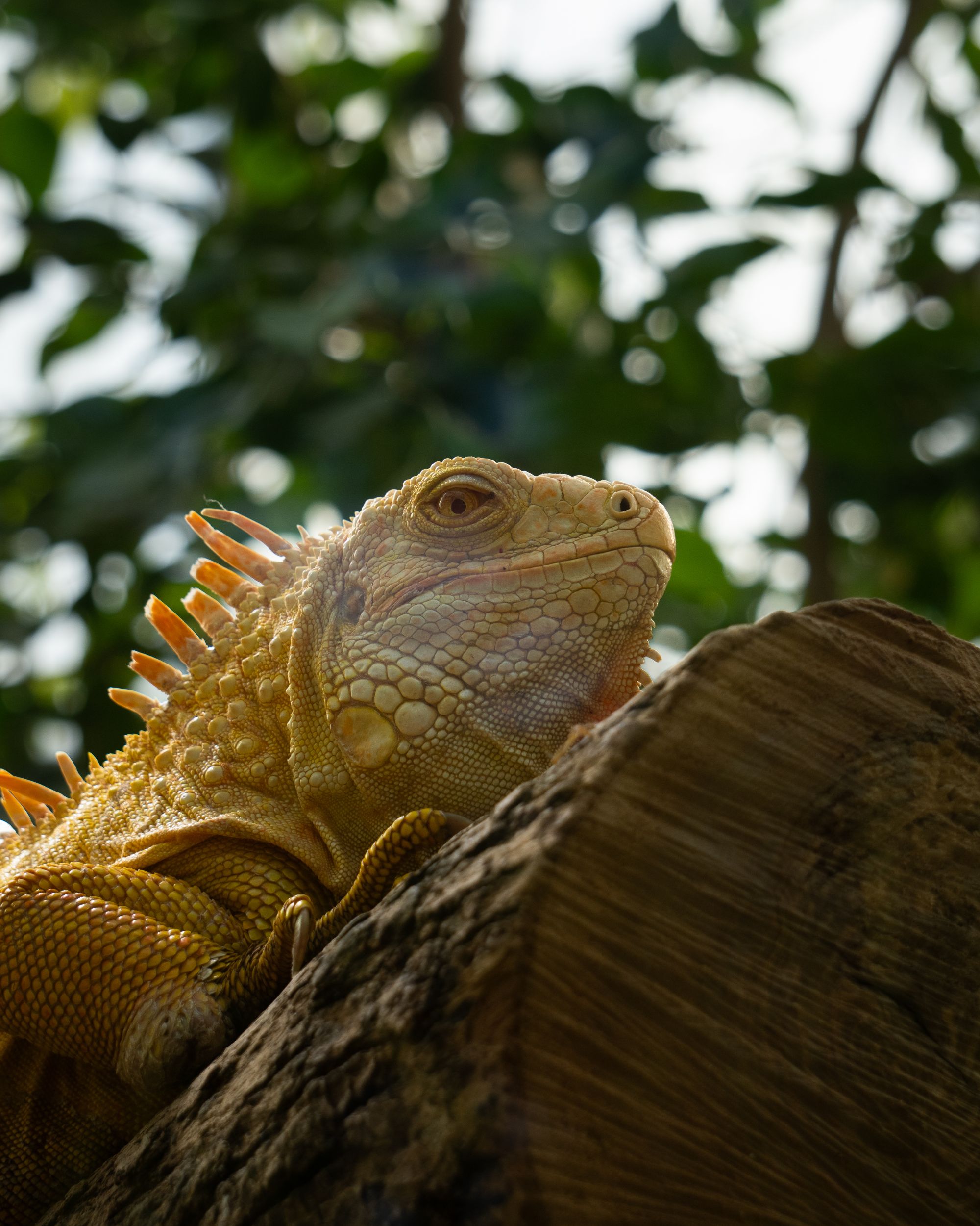 Iguane jaune sur un tronc d'arbre