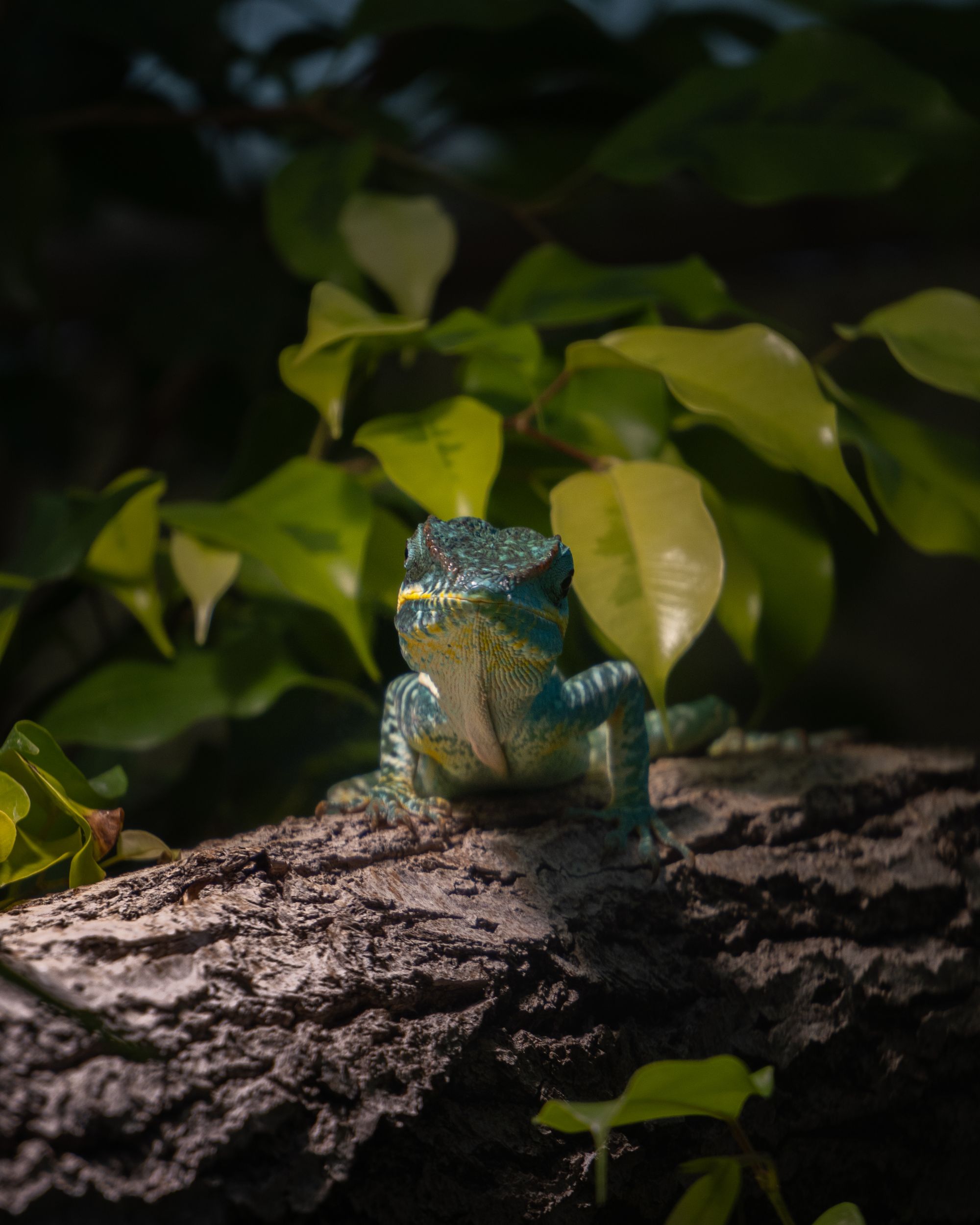 Un lézard vert sur une branche.