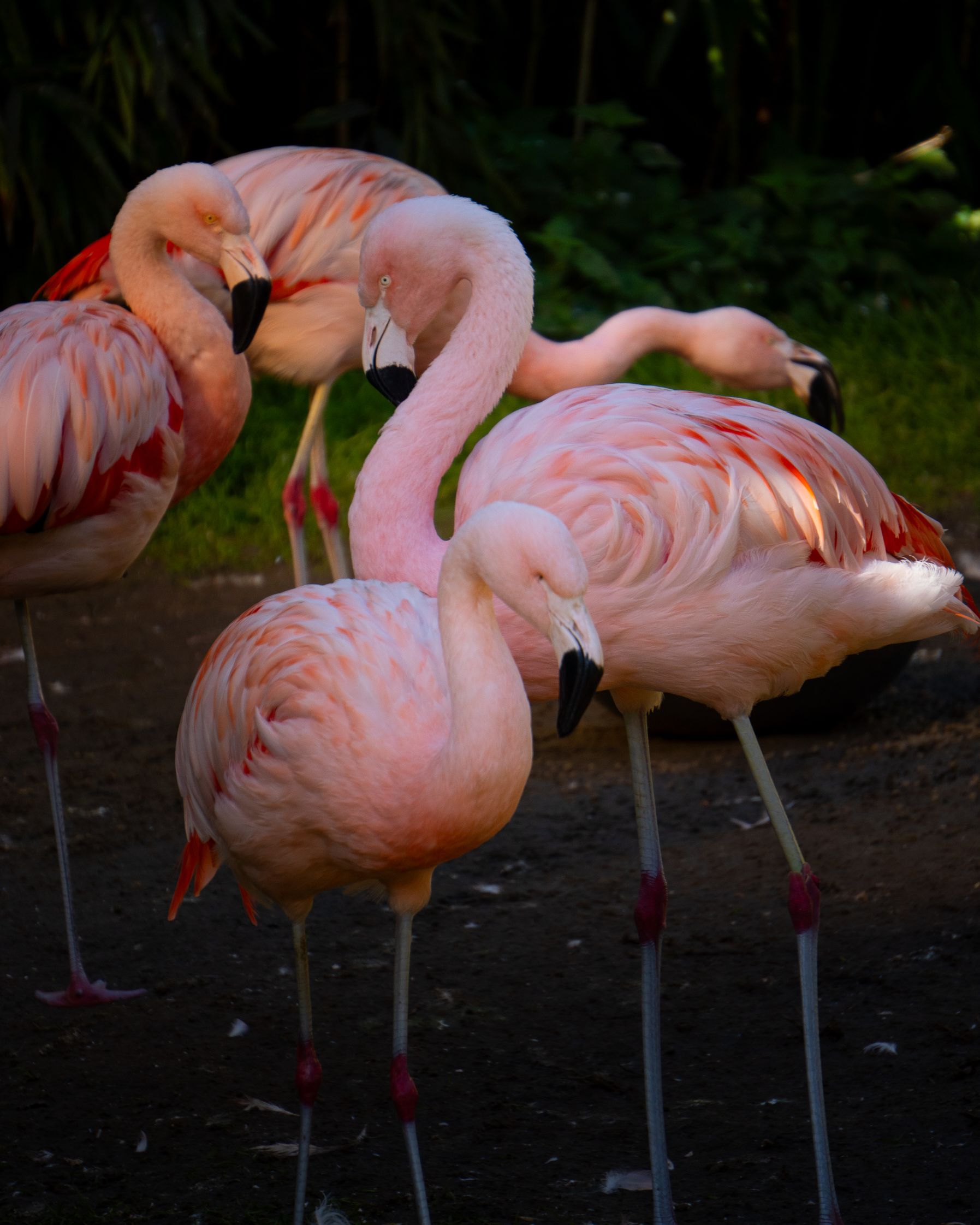 Flamants roses dans un parc