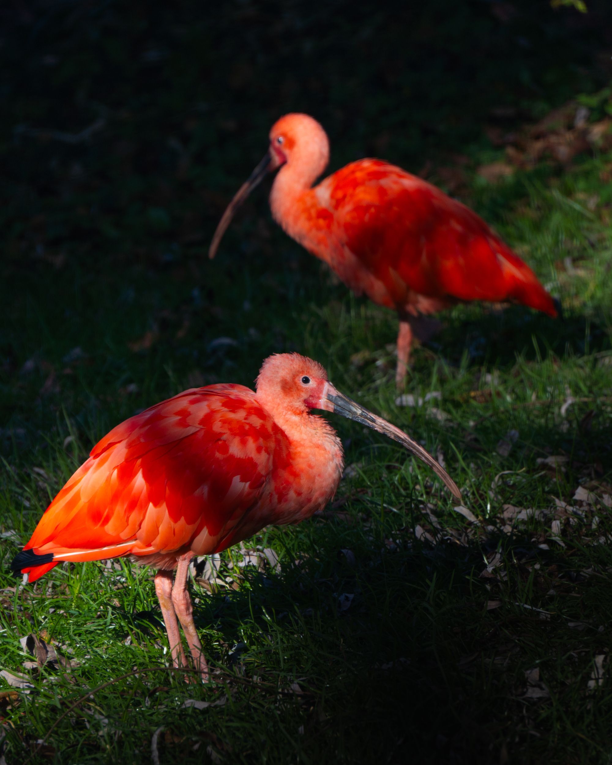 Deux ibis rouges dans l'herbe