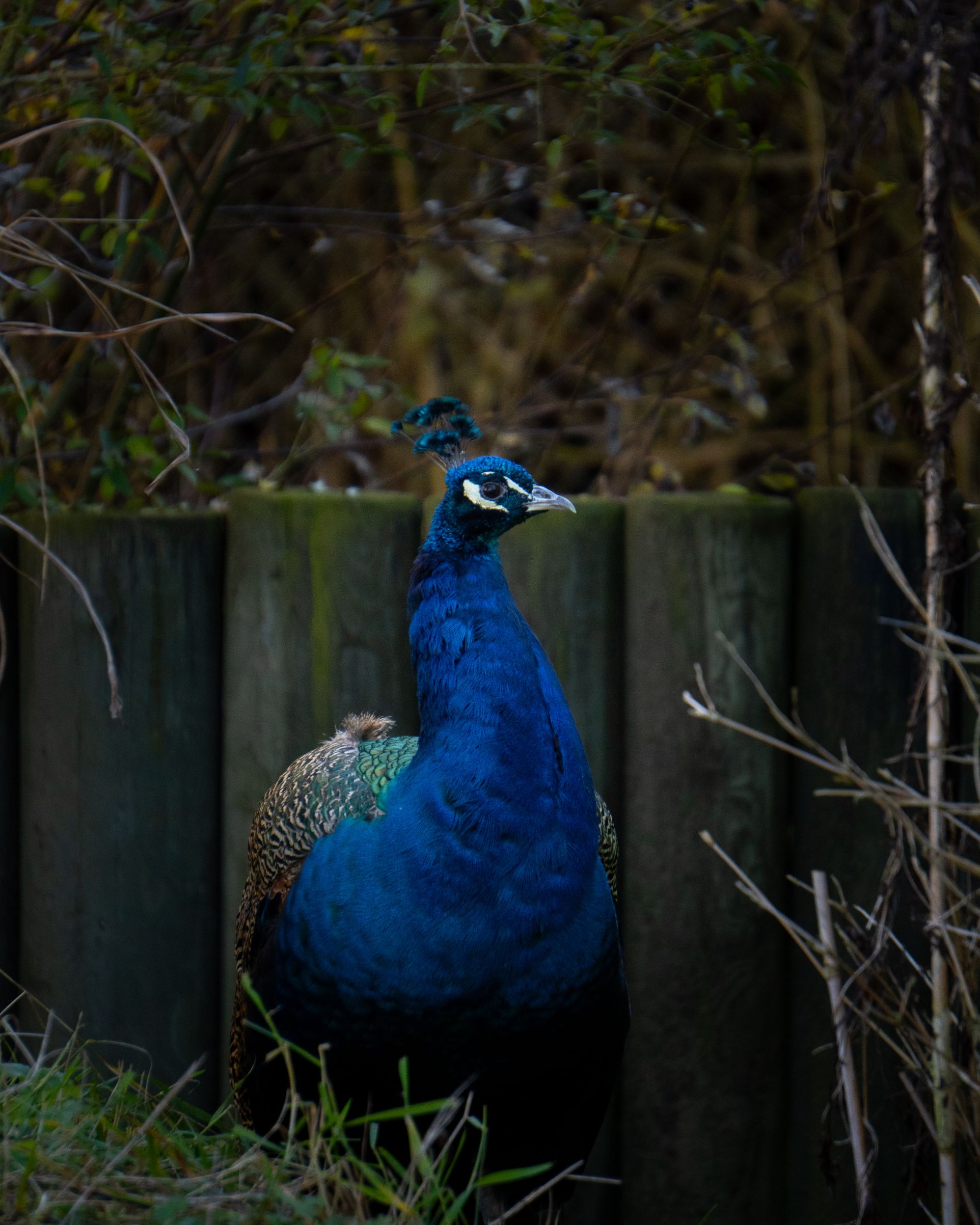 Paon majestueux près d'une clôture.